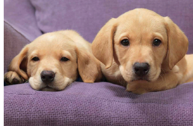 Two cute puppies